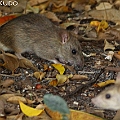 Rattus rattus in Esplanade near Regional Council Office クマネズミ<br />Canon EOS 7D + EF400 F5.6L